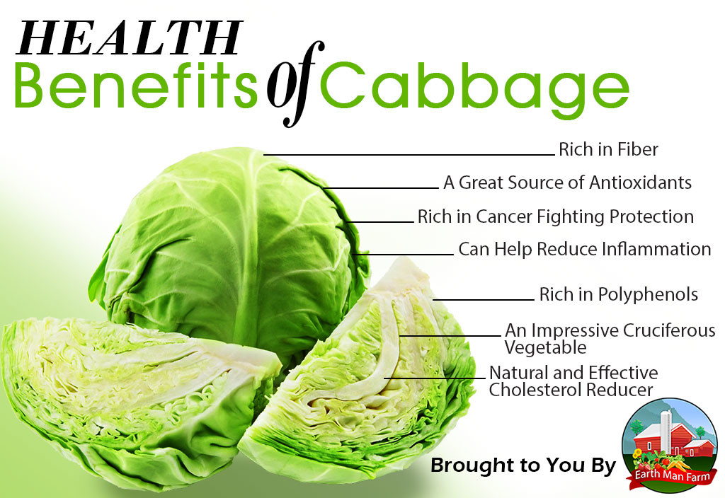 Health Benefits Of Cabbage - Earth Man Farm