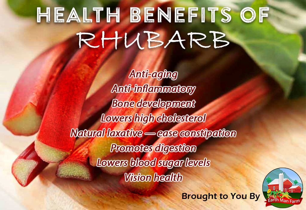 Health Benefits Of Rhubarb - Earth Man Farm