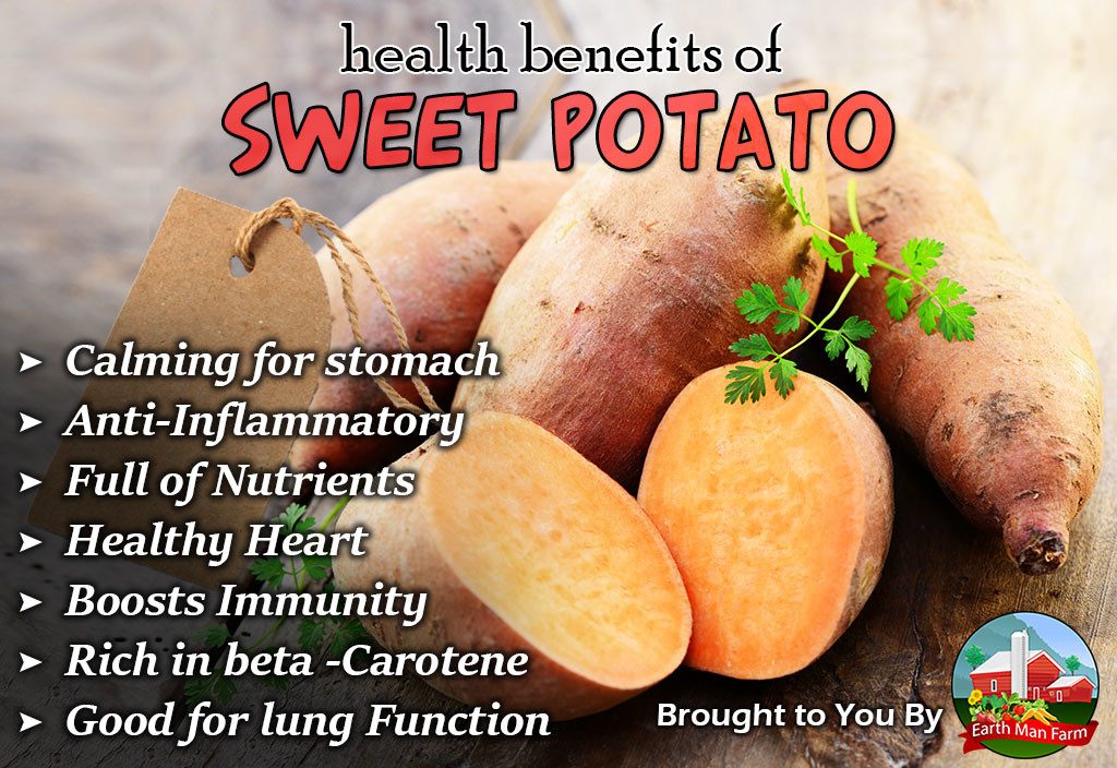 Health Benefits Of Sweet Potato Earth Man Farm